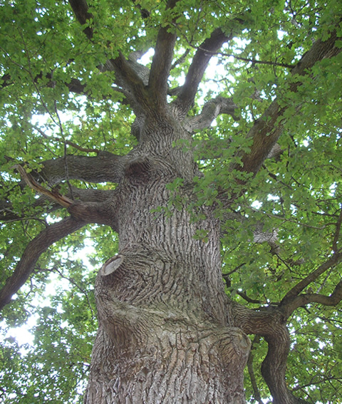 Crofton Trees - Arboricultural Consultants